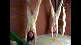 waitingforthebutcher:  Maybe my end will be like those sisters.   I am registered,