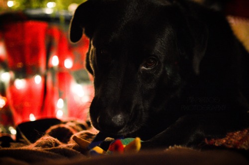 Holiday shoot (part two)!Photos of Jasper always end up horribly grainy since he is so dark.. 