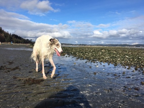 thedailyseattleite:2/24: Borzoi at the beach