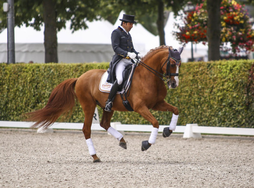 real-geldings-have-curves: CHIO Aachen part 3