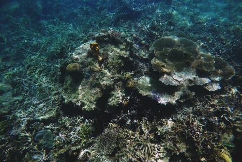 boybehindthelens:Underwater treasures.Pulau SapiSabah, Malaysia