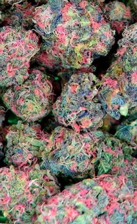 kushqueeen14:Fruity Pebble Kush