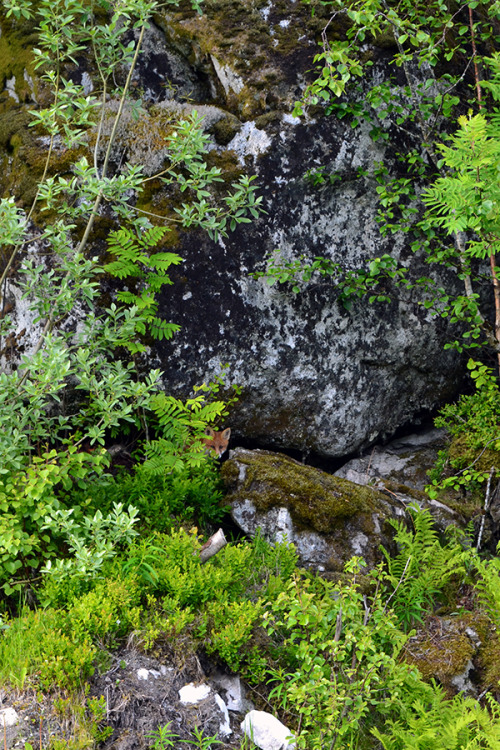 some animals that we saw on your road trip to lofoten in northern norway. it was a long way,  3181 k