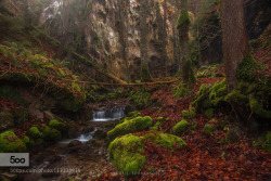 morethanphotography:  Lost in the woods by