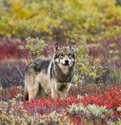 beautiful-wildlife:  Gray Wolf by Gary