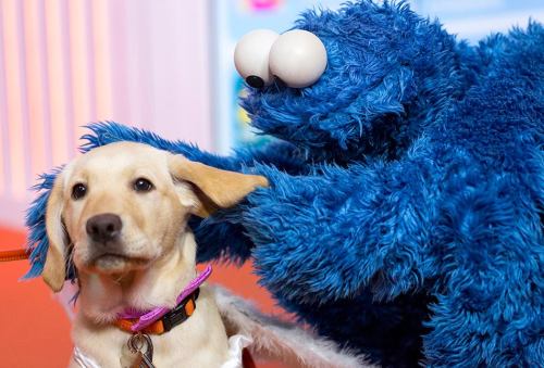 somethingfamiliar: If any of you are feeling down, here’s Cookie Monster with a puppy. nipplet