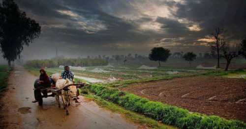 fairtraderuk:Punjab fields and cart with a moody panoramic landscape