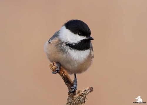 naturemanmike:Black-capped Chickadee. I’ve taken many pics of chickadees, but this definitely has to