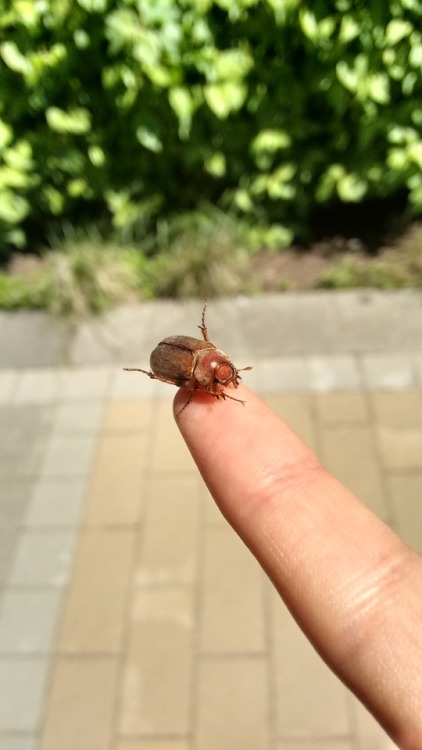 European Chafer Beetle (Rhizotrogus majalis) at the SFU campus in Burnaby, BC. These adults are only