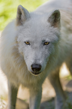 llbwwb:  Polar wolf looking at me (by Tambako