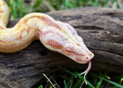 almightyshadowchan:Prudence, 2016 Purple Sharp Albino (Boa imperator)