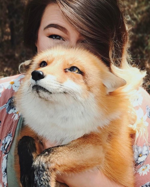 Juniper the Fox