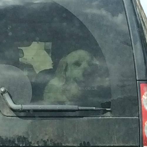 Only thing traffic is good for is taking photos of other people’s dogs. #dogsofinstagram #dogs