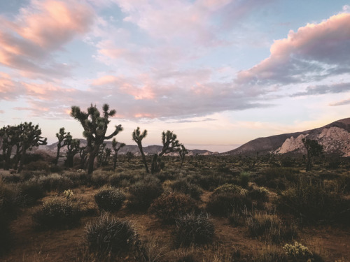 leahberman:scorpo desire Joshua Tree National Park, California instagramsetting inspiration