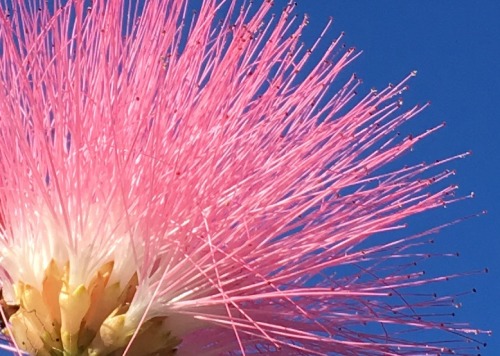 Powder puff tree (Calliandra haematocephala) with thorn bugs (Umbonia crassicornis)I was taken aback