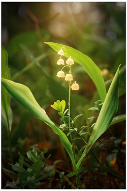 bluepueblo: Lily of the Valley, The Enchanted Wood photo via judy 