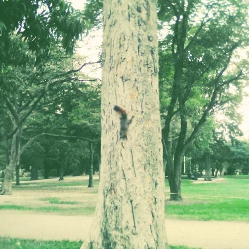 Ayer tuve la encantadora oportunidad de interactuar con esta criaturita y hasta se dejó alime