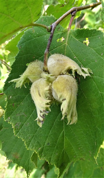 Our Hazelnut Shrub is nutting! Wow, had no idea the satchels looked so cute.About year 5 in the yard