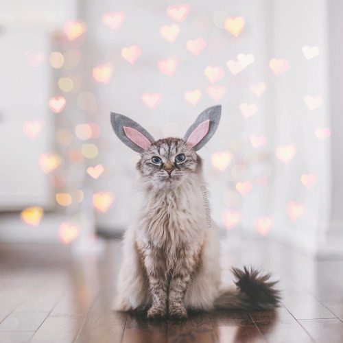 I so miss my funny bunny girl  #Toronto #cat #siberiancat #bokeh #easterbunny www.instagram.