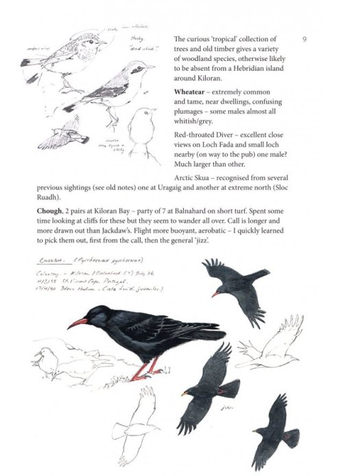 scientificillustration: “The world from a bird artist’s perspective With hundreds of str