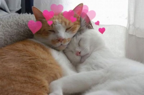 lesbianheart: Cuddling cats moodboard