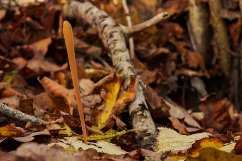 Pibet rørkølle Lat: Macrotyphula fistulosa #mushroomspotting#mushroomhunting#danishmushrooms#fungi#d