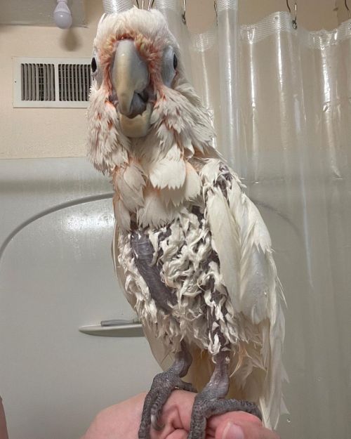 Birds just look &hellip; when they&rsquo;re wet ⁣ .⁣ .⁣ .⁣ .⁣ .⁣ #stlouispets #birbs #stlpet