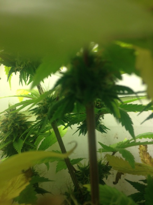 agreatgreenwizard:  Last week, week eleven, just waiting for the heads to ripen up, then the cut!