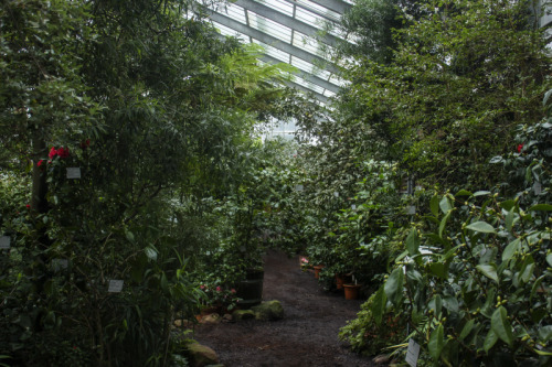 passion4plants: suptropical greenhouse