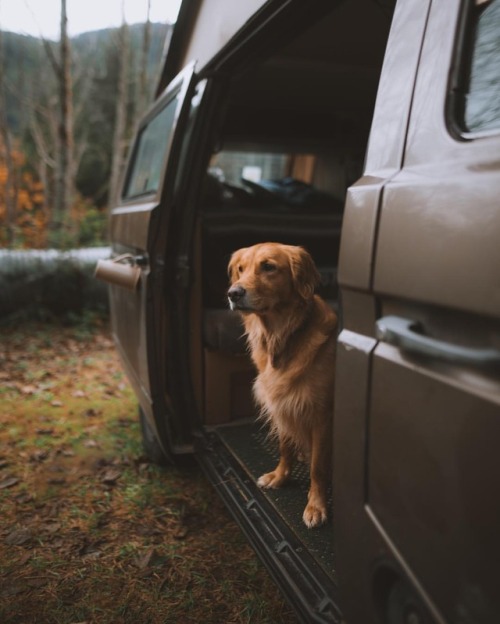 milliethegoldendog:Fall camping in the north Cascades.. : @johnwingfield(at North Cascades National 