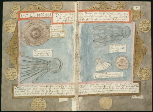 Adriaen Coenen’s Visboek, or Fishbook, explores the curious, the mysterious, the magical and the col