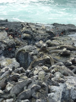 mrs-tea-rex:  Marine Iguana.Galápagos islands,
