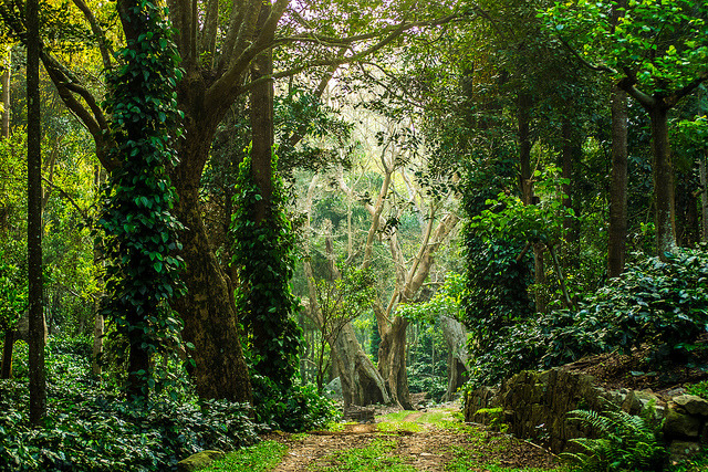 To fight unemployment, India to plant 2 billion trees
A new initiative in India will employ up to 300,000 youths in an effort to improve air quality and provide opportunities to the unemployed.