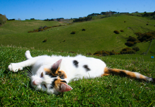 Penny - Farm Cat (via Mox)