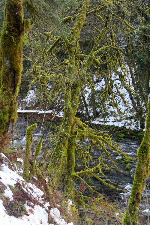 steepravine:Trees Dripping In Moss Along Eagle River(Hood River, Oregon - 12/2016)