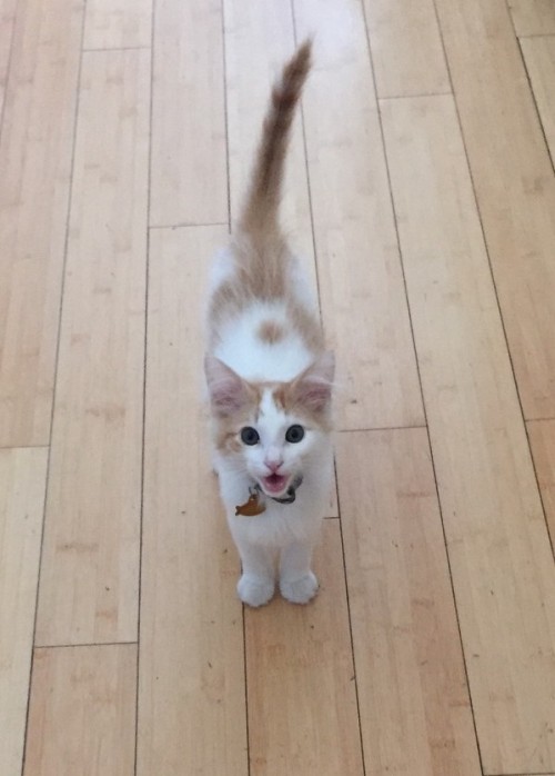 awwww-cute:This is Archie. He’s a happy kitty. (Source: http://ift.tt/1VQORk6)