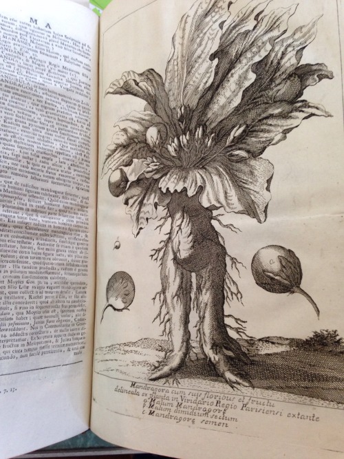 Happy vernal equinox from the Recoleta! Here&rsquo;s a leafy mandrake to celebrate. -John