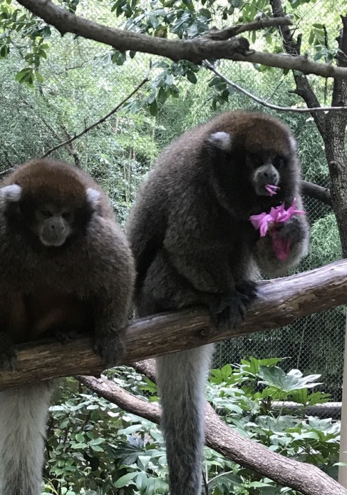 Titi monkey flower power