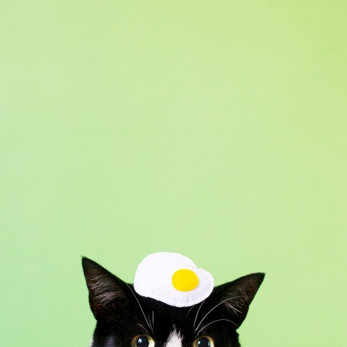 princesscheeto:  🍳 #CaturdayBrunchLewks 