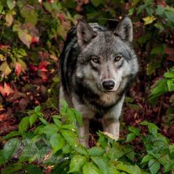 wolfsheart-blog:  Wolf by R. Kehler