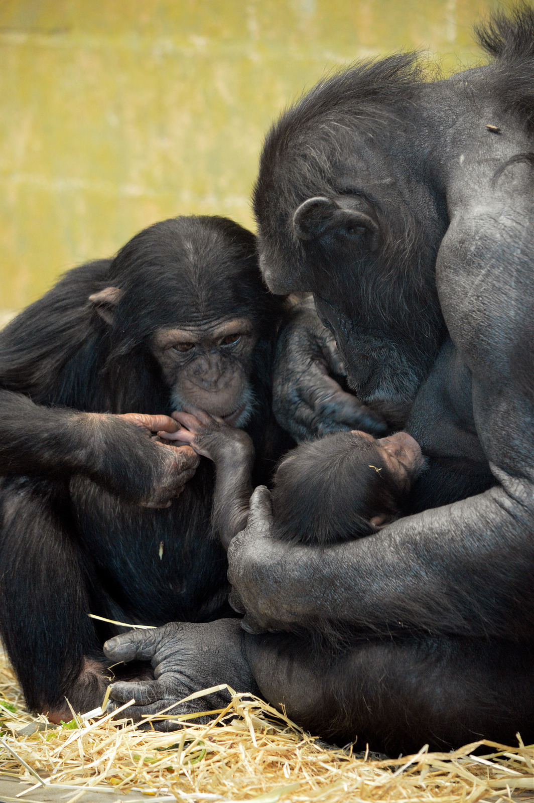 houndtroglodytes:  Zombi,  Zuri (three years old) and Enzi (two months old), 2016.