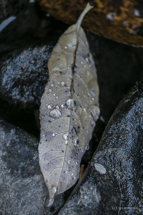 Light Gold Leaf Dropsriverwindphotography, October, 2018