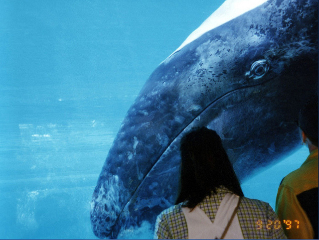 fuckyacetaceans:  JJ the Gray Whale by sundogrr on Flickr.