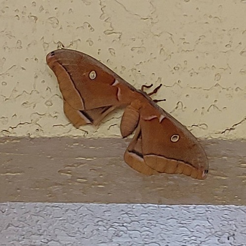 Good morning friend! I found a polyphemus moth! #floridawildlife #moth #polyphemusmoth #silkmothht