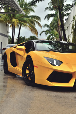 classyhustler:  Aventador | photographer