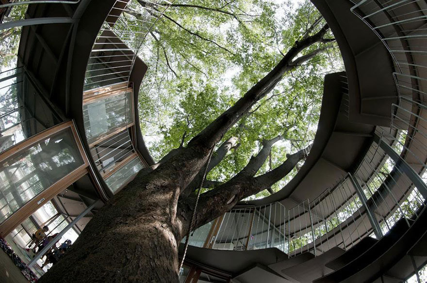 sixpenceee:  Japanese Kindergarten Built Around A Tree With A Legendary StoryFuji