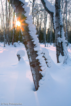 brutalgeneration:  Winter Sun (by -yury-)