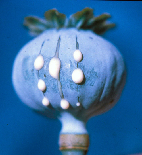 sacredstem:theleoisallinthemind:Papaver somniferum (opium poppy) with slits showing exuding latexyas
