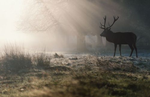 earthlynation:Richmond Park by Matthew Harris