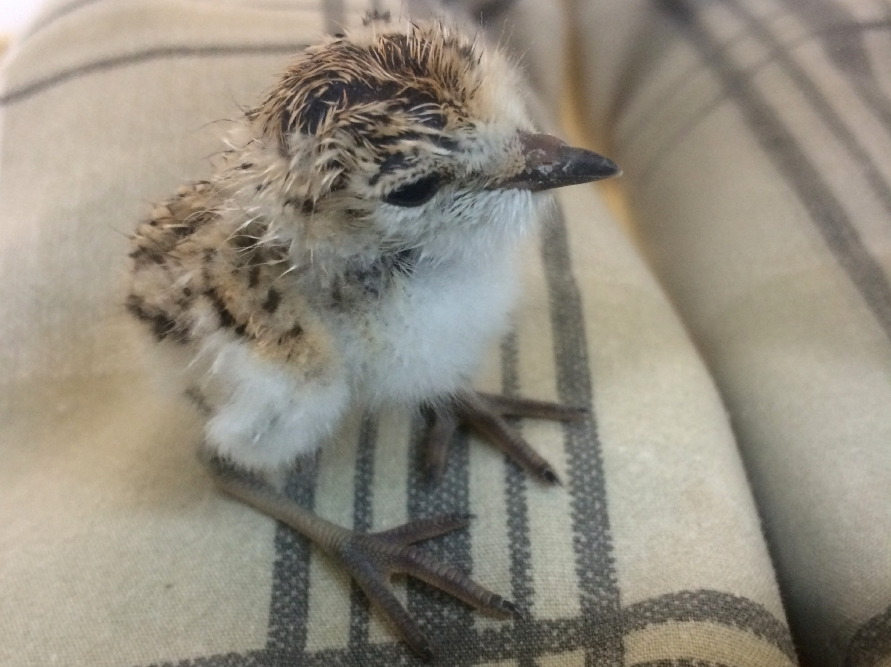 Chirp chirp! Our first rescued snowy plover of the season just hatched behind the scenes! These little shorebirds nest in sandy dunes, leaving them vulnerable to unaware beachgoers and hungry predators.
Once numbering in the thousands, U.S. Pacific...